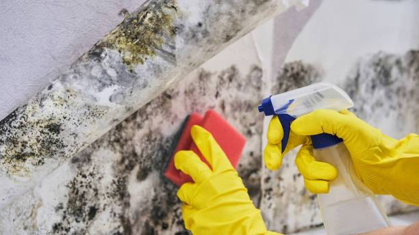 Best Mold Remediation for Specific Building Types in Newport, KY